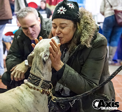 Person kissing a whippet